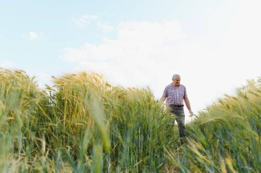 Kıdemli tarım uzmanı ekili bir tarlada yürüyor, yaz güneşi altında canlı yeşil buğday saplarının sağlıklı büyümesini inceliyor.