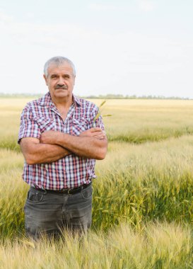 Buğday tarlasında çapraz kollu duran kendinden emin kıdemli tarım uzmanının portresi buğday kulağını tutuyor ve ekinleri kontrol ediyor.