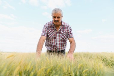 Kıdemli çiftçi tarladaki buğday saplarını inceliyor. Bulutlu bir gökyüzünün altındaki mahsulün büyümesini ve kalitesini değerlendiriyor.