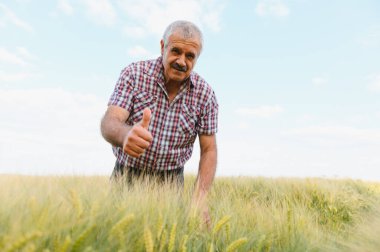Kıdemli çiftçi, gelişmekte olan buğday tarlasını incelerken, başarılı mahsulünden gurur ve memnuniyet duyuyor.