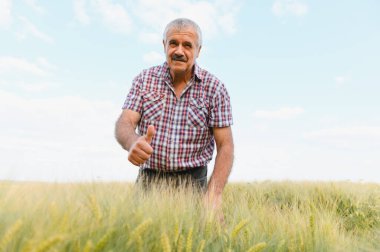 Parlak bir gökyüzü altında gelişen buğday tarlasını incelerken, tatmin olmuş bir tarım uzmanının portresi