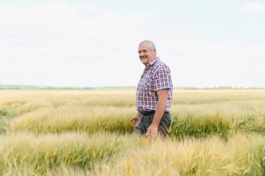 Gülümseyen kıdemli tarımcı olgun buğday ekinlerini tarımsal bir tarlada teftiş ederken yaz hasadının güzelliğinin tadını çıkarıyor.