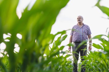 Kıdemli çiftçi ekili mısır tarlasında duruyor ve ekinlerinin büyümesini ve gelişimini izliyor.