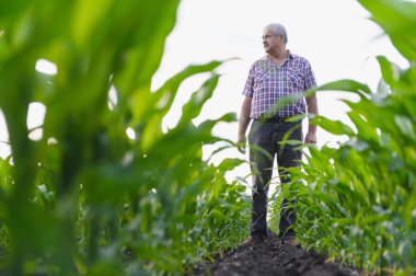 Kıdemli çiftçi, ekilmiş bir mısır tarlasında dikilip güneşin altındaki canlı mısır bitkilerinin sağlıklı büyümesini dikkatle izliyor ve analiz ediyor.