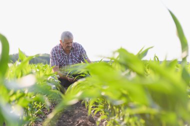 Kıdemli çiftçi tarlada yetişen genç mısır bitkilerini analiz ederek sağlıklı büyüme ve potansiyel verimin değerlendirilmesini sağlıyor.