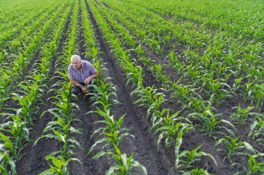 Kıdemli tarım uzmanı mısır tarlasında çömelmiş sıcak güneş ışığı altında genç mısır bitkilerinin büyümesini ve sağlığını yakından inceliyor.