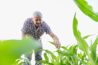 Kıdemli çiftçi verimli bir tarladaki mısır bitkilerini dikkatlice inceleyerek sağlıklı ve bol miktarda hasat sağlıyor.