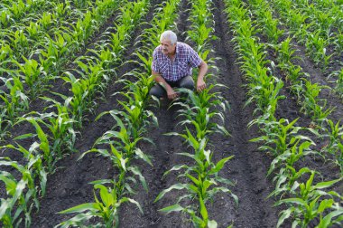 Kıdemli tarım uzmanı mısır tarlasında çömelmiş, toprakta büyüyen mısır bitkilerinin sağlığını ve gelişimini dikkatle inceliyor.