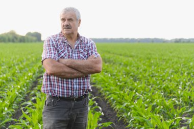 Kollarını kavuşturmuş kıdemli çiftçi, canlı bir mısır tarlasını inceliyor, yemyeşil büyümeyi ve kırsal alanı takdir ediyor.