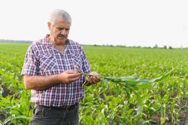 Kıdemli tarım uzmanı tarladaki mısır bitkisini inceliyor, sağlıklı büyüme ve hasat için kalite kontrolü yapıyor.