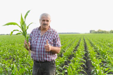 Tatmin olmuş kıdemli çiftçi mısır sapını tutarken ve tarladaki büyümeyi incelerken başparmağını kaldırıyor.