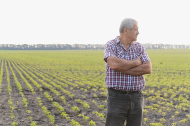 Çapraz kollu kendinden emin olgun çiftçi tarladaki soya bitkilerinin büyümesini analiz ediyor.