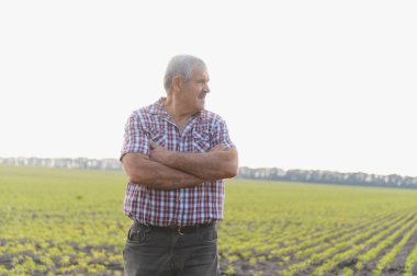Ekilmiş soya tarlasında çapraz kolları olan kıdemli tarımcı tatmin olmuş ve ekinlerine bakıyordu.