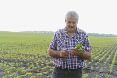 Kıdemli tarım uzmanı, yetiştirilmiş bir tarladaki soya bitkisini dikkatlice inceleyerek büyüme ve sağlığı değerlendiriyor.