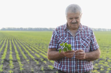 Kıdemli tarımcı tarlada soya bitkisini tutuyor ve inceliyor, sağlıklı büyüme ve ürün kalitesinin değerlendirilmesini sağlıyor.