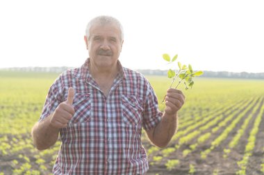 Kıdemli çiftçi, güzel bir günbatımında ekilmiş bir tarlada sağlıklı bir soya tohumu yetiştirirken başparmağını kaldırıyor.
