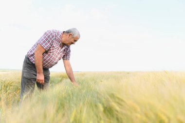 Kıdemli erkek çiftçi verimli bir buğday tarlasını dikkatlice inceliyor, açık ve parlak bir gökyüzü altında mahsul sağlığı ve büyümeyi değerlendiriyor.