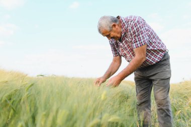 Kıdemli erkek çiftçi güneşli bir tarlada buğday mahsulünü dikkatle inceliyor, açık bir gökyüzü altındaki bitkilerin büyümesini ve sağlığını değerlendiriyor.
