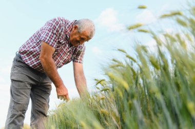 Kıdemli erkek çiftçi açık bir gökyüzü altında gelişmekte olan bir buğday tarlasını dikkatle inceliyor, tarım uygulamalarına ve ürün yönetimine olan bağlılığını sergiliyor