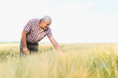 Kıdemli çiftçi altın bir tarlada buğday saplarını inceliyor, sağlıklı bir büyüme sağlıyor ve cömert bir hasat bekliyor.
