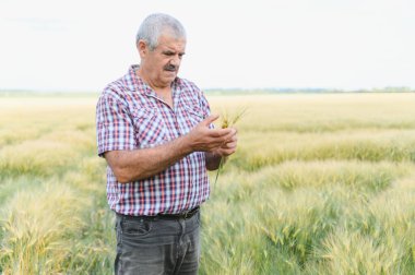 Olgun buğday saplarını tarımsal alanda inceleyen kıdemli tarım uzmanı, mahsulün kalitesini ve büyümesini değerlendiriyor.