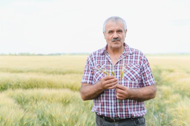 Kıdemli çiftçi buğday kulakları tutuyor ve ekinlerini geniş tarlalarda teftiş ediyor, sağlıklı büyüme ve bol hasat sağlıyor.