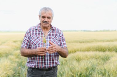 Kıdemli çiftçi, tarlasında buğday sapını dikkatlice analiz ederek mahsulün büyümesini ve kalitesini ölçüyor.