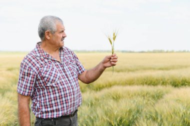 Kıdemli tarım uzmanı geniş bir alanda buğday saplarını inceliyor, ekinlerin büyümesini ve kalitesini değerlendiriyor.
