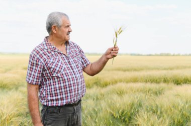 Kıdemli çiftçi geniş bir tarlada buğday saplarını dikkatle inceliyor, başarılı bir hasat mevsimi için ekin sağlığı ve büyümesini değerlendiriyor.