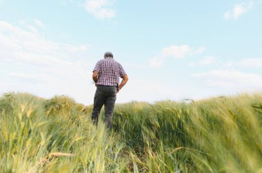 Kıdemli tarım uzmanı mavi gökyüzünün altındaki yeşil buğday tarlasında yürüyor, büyümeyi denetliyor ve kontrol ediyor.