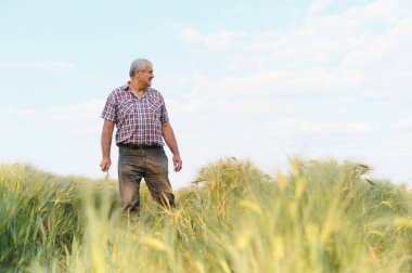 Kıdemli tarım uzmanı buğday tarlasında yürüyor, büyüme ve kalite için ekinleri kontrol ediyor, mavi gökyüzü altında sağlıklı hasat sağlıyor.