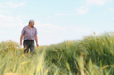 Kıdemli çiftçi yeşil buğday tarlasında yürüyor ve güneşli yaz gününde çiftliğini teftiş ediyor.