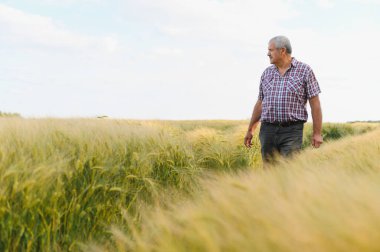 Kıdemli tarım uzmanı altın buğday tarlasında yürüyor, gün batımının sıcacık parıltısında güneşlenirken ekinleri dikkatlice inceliyor.
