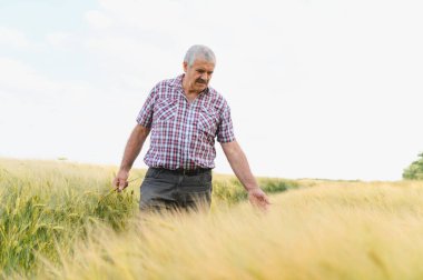 Kıdemli çiftçi altın buğday tarlasında yürüyor, buğday başaklarına hafifçe dokunarak ekinleri inceliyor parlak yaz gökyüzünün altında