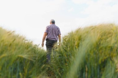 Yeşillik bir buğday tarlasında yürüyen kıdemli tarım uzmanı, ürün büyümesini denetliyor ve sürdürülebilir üretim kalitesini sağlıyor