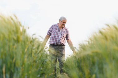 Kıdemli çiftçi yeşil buğday tarlalarında yürüyor, bitkileri kontrol ediyor ve tarımın tadını çıkarıyor.