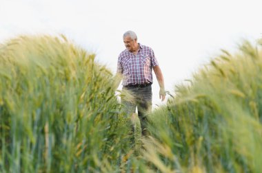 Kıdemli çiftçi canlı yeşil buğday tarlasında yürüyor, gelişmekte olan mahsulü dikkatlice inceliyor ve kalitesini sağlama alıyor.