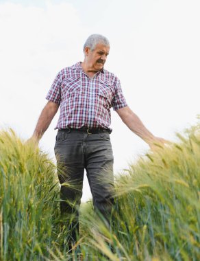Kıdemli çiftçi tarlada yürüyor, yeşil buğday saplarının parlak yaz gökyüzünün altındaki canlı büyümesini dikkatlice inceliyor.
