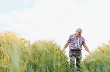 Kıdemli tarım uzmanı verimli bir tarlada yürüyor, buğday saplarını inceliyor ve hasat mevsiminden önce mahsul kalitesini hesaplıyor.