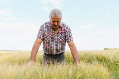 Kıdemli erkek tarım uzmanı tarlada buğday saplarını inceliyor, temiz bir gökyüzü altındaki büyüme ve kaliteyi değerlendiriyor.