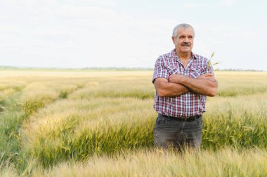 Kolları çapraz buğday sapı tutan, ekili alanda duran ve büyümeyi kontrol eden kıdemli tarım uzmanı.