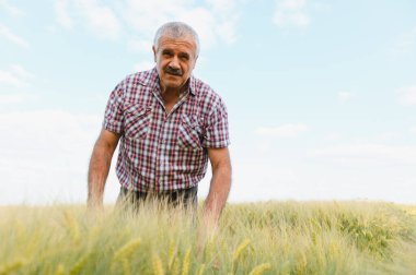 Kıdemli tarım uzmanı tarladaki buğday saplarını inceliyor, sağlıklı büyüme ve açık mavi gökyüzü altındaki mahsul kalitesini ölçüyor.