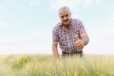 Bereketli bir buğday tarlasını teftiş ederken, tarım ve tarım alanlarında uzmanlık gösteren mutlu tarım uzmanları