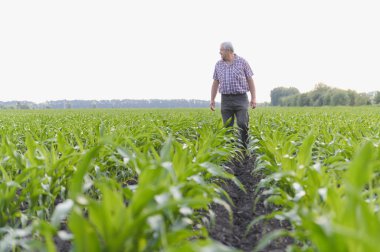 Kıdemli erkek çiftçi bir mısır tarlasında yürüyor, yaz günbatımının sıcacık parıltısı altında yemyeşil mahsulleri inceliyor.