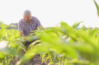 Kıdemli çiftçi ekili bir tarlada mısır bitkilerinin büyümesini analiz ederek sağlıklı ve verimli bir hasat sağlıyor.