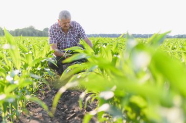 Kıdemli çiftçi tarladaki mısır bitkilerini inceliyor, sağlıklı büyüme sağlıyor ve potansiyel verimi hesaplıyor.