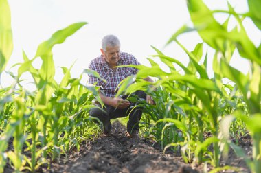 Kıdemli çiftçi bir mısır tarlasında çömelmiş, ekinlerinin büyümesini ve sağlığını inceliyor, tarım alanındaki bakım ve uzmanlığını gösteriyor