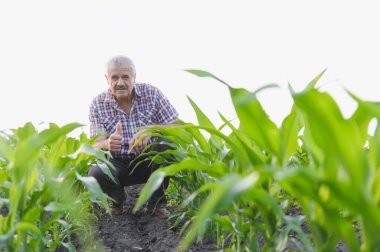 Kıdemli çiftçi mısır tarlasında çömelmiş, bitkileri teftiş ediyor ve çiftliğinin iyi kalitesinden tatmin olmuş bir şekilde işaret veriyor.