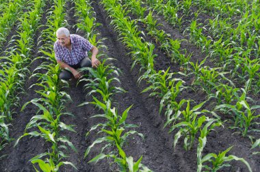 Kıdemli erkek tarım uzmanı tarlada sıra sıra genç mısır bitkilerinin büyümesini inceliyor.