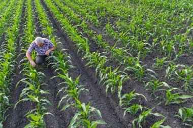 Kıdemli tarım uzmanı mısır tarlasında çömelmiş, bitkileri ve toprağı inceliyor, sağlıklı bir büyüme sağlıyor ve verimi artırıyor.